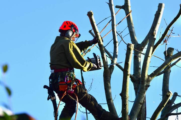 Élagage professionnel Sainte-Gemme-Gonval