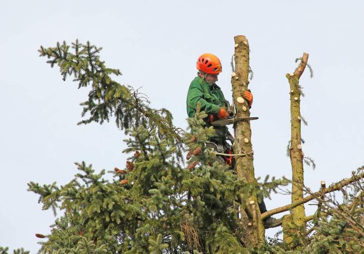 Élagueur professionnel Sainte-Gemme-Gonval